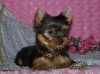 Tiny Yorkie Puppy Free to Good Homes